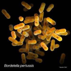 This illustration depicts a three-dimensional (3D) computer-generated image of a group of aerobic, Gram-negative, Bordetella pertussis bacteria. The artistic recreation was based upon scanning electron microscopic (SEM) imagery. [Source: CDC PHIL: CDC/ Sarah Bailey Cutchin]