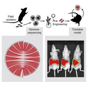 Sateriale et al., Graphical Abstract. (Source: Sateriale et al., 2019)