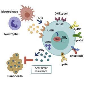 Ponzetta et al., 2019. Graphical Abstract