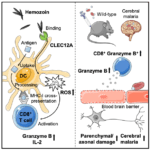 Raulf et al., Graphical Abstract. (Source Cell Reports)