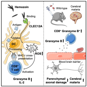 Raulf et al., Graphical Abstract. (Source Cell Reports)