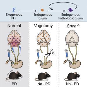 Kim et al., 2019. Graphical Abstract.