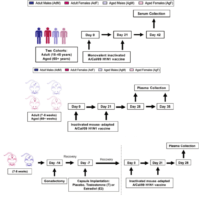 Illustration of Human and Murine experimental plan used in Portluri et al.,. (Source: Portluri et al., 2019)