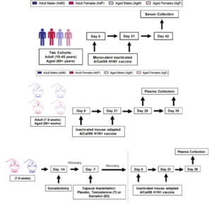 Illustration of Human and Murine experimental plan used in Portluri et al.,. (Source: Portluri et al., 2019)