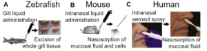  Kinetic profile of mucosal proinflammatory cytokine responses after zebrafish gill, mouse, and human nasal stimulation with R848. A-C (Source: Progatzky et al.,  2019 JACI)