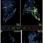 Quantitative histocytometry was used to identify the location of CD4 T cells (blue) and p-S6+CD4 T cells (green) relative to infected cells (red) in lung sections at day 10 (B) and sites of infection at day 14 (F).