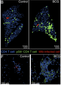 Quantitative histocytometry was used to identify the location of CD4 T cells (blue) and p-S6+CD4 T cells (green) relative to infected cells (red) in lung sections at day 10 (B) and sites of infection at day 14 (F).