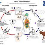 Life cycle image and information courtesy of DPDx (CDC’s Division of Parasitic Diseases and Malaria (DPDM))