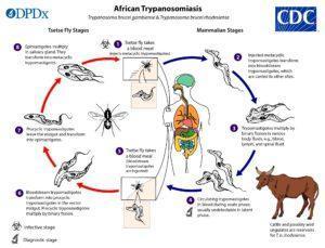 Life cycle image and information courtesy of DPDx (CDC’s Division of Parasitic Diseases and Malaria (DPDM))