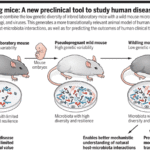 "Wildling mice: A new preclinical tool to study human disease Wildling mice combine the low genetic diversity of inbred laboratory mice with a wild mouse microbiota harboring bacteria, fungi, and viruses. This generates a more translationally relevant animal model of human disease for studying host-microbiota interactions, as well as for predicting the outcomes of human clinical trials." Source Nobs & Elinav Science 2019)