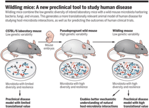 "Wildling mice: A new preclinical tool to study human disease Wildling mice combine the low genetic diversity of inbred laboratory mice with a wild mouse microbiota harboring bacteria, fungi, and viruses. This generates a more translationally relevant animal model of human disease for studying host-microbiota interactions, as well as for predicting the outcomes of human clinical trials." Source Nobs & Elinav Science 2019)