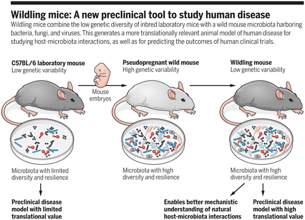 Wild is better: in-bred mice born to wild mice resemble human responses |  Immunopaedia