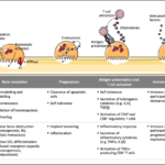 The different immune-related roles of osteoclasts. Beyond bone resorption, osteoclasts share many functions with their progenitors including phagocytosis, antigen presentation and immunomodulation. (Source Madel et al. 2019)
