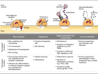 The different immune-related roles of osteoclasts. Beyond bone resorption, osteoclasts share many functions with their progenitors including phagocytosis, antigen presentation and immunomodulation. (Source Madel et al. 2019)