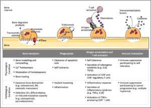 The different immune-related roles of osteoclasts. Beyond bone resorption, osteoclasts share many functions with their progenitors including phagocytosis, antigen presentation and immunomodulation. (Source Madel et al. 2019)