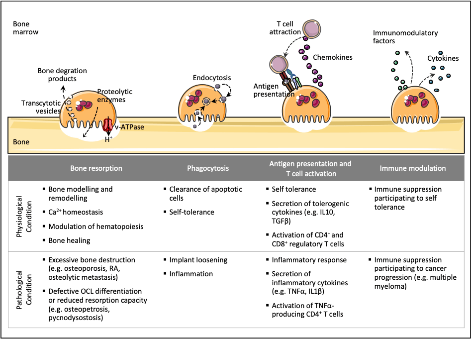 Knochen und Immunität: Die leitende Funktion des Knochens in der generellen  Immunität des Organismus aus osteopathischer Sicht - ScienceDirect