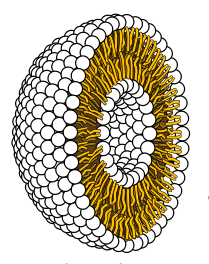 Cross-section through liposome. Water-attracting ends of molecules (white); Water-repellent ends (brown). Source: Wikimedia Commons, Author Philcha)