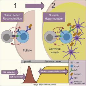 Highlights: Germline transcripts peak prior to GC formation and rapidly decline in GCs. IgM-dominated clones are found in late GCs, arguing against ongoing Ig switching CSR largely ceases upon the onset of somatic hypermutation CSR decline due to low GLT and APE1 expression is possibly orchestrated by BCL6 (Source: Roco et al., Graphical Abstract. Immunity)