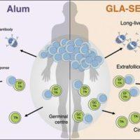 Hill et al., Graphical Abstract. Source Hill et al., JEM)
