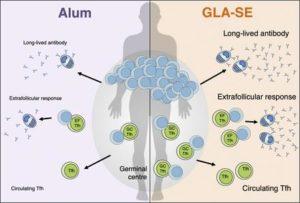 Hill et al., Graphical Abstract. Source Hill et al., JEM)