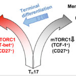 TH17 cells are functionally and metabolically heterogeneous, and are composed of a subset with stemness features but lower anabolic metabolism, and a reciprocal subset with higher metabolic activity that supports transdifferentiation into TH1 cells. These two subsets are further distinguished by selective expression of the transcription factors TCF-1 and T-bet, respectively, and discrete levels of CD27 expression. mTORC1 activation drives reprogramming of anabolic metabolism, favouring transcription that is mediated by T-bet rather than TCF-1; consequently, TH17 transdifferentiation into TH1-like TH17 cells occurs. Memory/stem-like TH17 cells can become reactivated and have the potential to undergo terminal differentiation and acquire TH1-like phenotypes. (Source Karmaus et al., 2019)