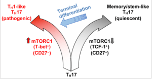 TH17 cells are functionally and metabolically heterogeneous, and are composed of a subset with stemness features but lower anabolic metabolism, and a reciprocal subset with higher metabolic activity that supports transdifferentiation into TH1 cells. These two subsets are further distinguished by selective expression of the transcription factors TCF-1 and T-bet, respectively, and discrete levels of CD27 expression. mTORC1 activation drives reprogramming of anabolic metabolism, favouring transcription that is mediated by T-bet rather than TCF-1; consequently, TH17 transdifferentiation into TH1-like TH17 cells occurs. Memory/stem-like TH17 cells can become reactivated and have the potential to undergo terminal differentiation and acquire TH1-like phenotypes. (Source Karmaus et al., 2019)