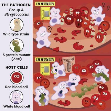 Plant pathogen evades immune system by targeting the microbiome