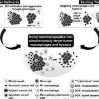 Graphical Abstract of Exploiting the cancer niche: Tumor-associated macrophages and hypoxia as promising synergistic targets for nano-based therapy by Silva and Al-Jamaal 2017 Journal of Controlled Release.
