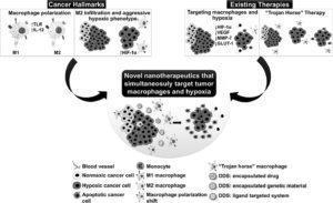 Graphical Abstract of Exploiting the cancer niche: Tumor-associated macrophages and hypoxia as promising synergistic targets for nano-based therapy by Silva and Al-Jamaal 2017 Journal of Controlled Release. 