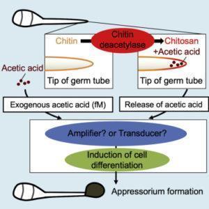 Figure: During infection in rice blast fungus, chitin from its cell wall breaks down into chitosan and acetic acid. This process stimulates cell differentiation in the host plant, leading to appressorium formation, which then facilitates the infection process.