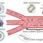 Schematic mechanisms of release and ccfDNA characteristics. Source: OLIVEIRA, Isadora Bernardo David de and HIRATA, Rosario Dominguez Crespo. Circulating cell-free DNA as a biomarker in the diagnosis and prognosis of colorectal cancer. Braz. J. Pharm. Sci. [online]. 2018, vol.54, n.1