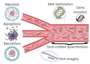 Schematic mechanisms of release and ccfDNA characteristics. Source: OLIVEIRA, Isadora Bernardo David de and HIRATA, Rosario Dominguez Crespo. Circulating cell-free DNA as a biomarker in the diagnosis and prognosis of colorectal cancer. Braz. J. Pharm. Sci. [online]. 2018, vol.54, n.1 