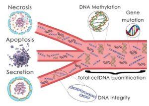 Schematic mechanisms of release and ccfDNA characteristics. Source: OLIVEIRA, Isadora Bernardo David de and HIRATA, Rosario Dominguez Crespo. Circulating cell-free DNA as a biomarker in the diagnosis and prognosis of colorectal cancer. Braz. J. Pharm. Sci. [online]. 2018, vol.54, n.1