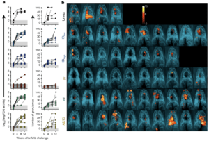 Protection against Mtb infection after IV BCG immunization. a, Lung inflammation (total FDG activity) and number of lung granulomas over the course of infection as measured by serial PET–CT scans. Each line shows one NHP over time; 3 NHPs (2 unvaccinated (unvax) and 1 IDlow) reached a humane end point before 12 weeks. tntc, too numerous to count. b, Three-dimensional volume renderings of PET–CT scans of each NHP at the time of necropsy. PET was limited to the thoracic cavity; the standardized uptake value colour bar is shown in the top right and indicates FDG retention, a surrogate for inflammation. (Source Darrah et al., 2020)