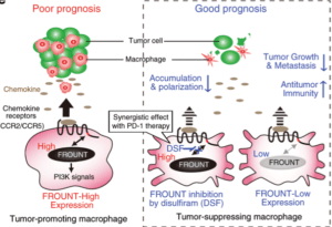 Scheme illustrating the mechanisms by which cytoplasmic protein FROUNT modulates tumor-associated macrophages. ( Source: Terashima et al., 2020 Nat Comm)