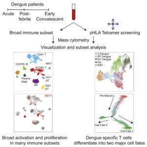 Chng et al., 2019. Graphical Abstract. (Source Chng et al., 2019 Immunity)