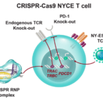 Schematic representation of CRISPR-Cas9 NYCE T cells. (Source: Stadtmauer et al., 2020)