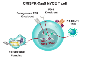 Schematic representation of CRISPR-Cas9 NYCE T cells. (Source: Stadtmauer et al., 2020)