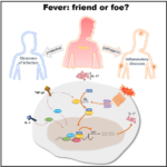 Graphical abstract of Wang et al., 2020, Immunity 52, 1–14