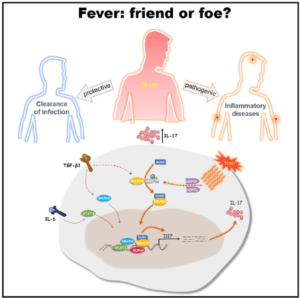 Graphical abstract of Wang et al., 2020, Immunity 52, 1–14