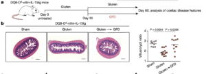DQ8-Dd-villin-IL-15tg mice were maintained on a gluten-free diet (GFD; sham), fed gluten for 60 days (gluten), or fed gluten for 30 days and then reverted to a GFD (gluten→GFD) for 30 days. a, Experimental timeline. b, Left, haematoxylin and eosin (H&E) staining of paraffin-embedded ileum sections. Scale bars, 200 μm. Right, graph depicts the ratio of the morphometric assessment of villus height to crypt depth (GFD, n = 9; gluten, n = 13; gluten→GFD, n = 11 mice). c, Serum levels of anti-DGP IgG antibodies were measured by ELISA. Serum was collected sequentially in the same mice (n = 12) before gluten feeding (untreated), 30 days after gluten feeding (gluten d30), and 30 days after reversion to a GFD (GFD d60).  (Source Abadie et al., 2020)