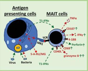 Type I interferons enhance activation and effector responses of TCR‐stimulated blood and liver‐derived MAIT cells. Type I interferons contribute to MAIT cell activation by riboflavin producing bacteria, and act directly on MAIT cells. Together, this suggests type I interferons are important early modulators of the MAIT cell TCR response. (Source: European Journal of Immunology)
