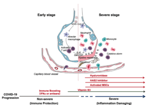 After an incubation period, the invading COVID-19 virus causes non-severe symptoms and elicits protective immune responses. The successful elimination of the infection relies on the health status and the HLA haplotype of the infected individual. In this period, strategies to boost immune response can be applied. If the general health status and the HLA haplotype of the infected individual do not eliminate the virus, the patient then enters the severe stage, when strong damaging inflammatory response occurs, especially in the lungs. At this stage, inhibition of hyaluronan synthase and elimination of hyaluronan can be prescribed. Cytokine activated mesenchymal stem cells can be used to block inflammation and promote tissue reparation. Vitamin B3 can be given to patients starting to have lung CT image abnormalities. (Source: Shi et al., 2020)