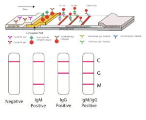 Graphical illustration of serological test developed by Li et al., 2020