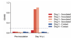 Figure S7. Seroconversion of CTan-H-inoculated and contact dogs. Six-week-old beagles were inoculated with 105 PFU of Ctan-H. Uninfected animals (contact) were housed in the same room with their infected counterparts to monitor the transmission of CTan-H. Sera were collected from animals before inoculation and on day 14 p.i., and antibodies against SARS-CoV-2 were detected by using a Double Antigen Sandwich ELISA kit (ProtTech, Luoyang, China). Optical density values of greater than 0.2 were considered positive for seroconversion according to the manufacturer’s instructions.