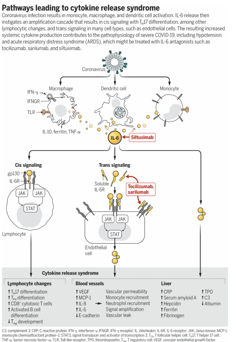 Cytokine Release Syndrome & COVID-19 | Immunopaedia Immunopaedia