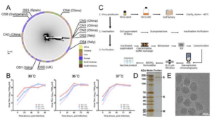 Characterization of PiCoVacc. (A) SARS-CoV-2 maximum likelihood phylogenetic tree. The SARS-CoV-2 isolates used in this study are depicted with black lines and labeled. The continents where the virus strains were from are colored differently. (B) Growth kinetics of PiCoVacc (CN2) P5 stock in Vero cells. (C) Flowchart of PiCoVacc preparation. (D) Protein composition and purity evaluation of PiCoVacc by NuPAGE 4-12% Bis-Tris Gel. (E) Representative electron micrograph of PiCoVacc. (Source: Gao et al., 2020; Pre-Print)