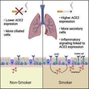 Smith et al., 2020. Graphical Abstract