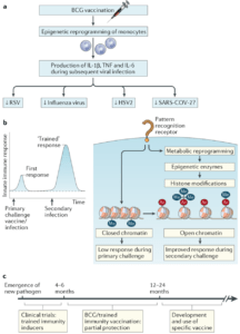 a | Bacillus Calmette–Guérin (BCG) vaccination has been shown to protect against multiple viral pathogens, including respiratory syncytial virus (RSV), influenza A virus and herpes simplex virus type 2 (HSV2). Will it protect against severe acute respiratory syndrome coronavirus 2 (SARS-CoV-2)? b | Trained immunity leading to enhanced innate immune responses to different pathogens after a vaccination is mediated by metabolic and epigenetic rewiring in innate immune cells, which leads to increased gene transcription and improved host defence. c | Trained immunity as a tool for enhancing population immunity during a pandemic ahead of the availability of a specific vaccine. TNF, tumour necrosis factor. (Source: O'Neil & Netea, 2020)