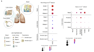 b, Schematic illustration depicts major anatomical regions in the human respiratory tree demonstrated in this study: nasal, lower airway and lung parenchyma (left). Expression of ACE2 is from airway epithelial cell datasets: Vieira Braga et al.26 (middle) and Deprez et al.27 (right). Datasets were retrieved from existing sources and cell clustering and nomenclature were retained based on the respective studies. For gene expression results in the dot plots, the dot size represents the proportion of cells within the respective cell type expressing the gene and the dot color represents the average gene expression level within the particular cell type. (Source: